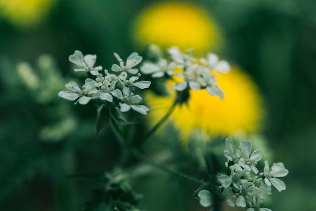 Free photo beautiful white flowers blooming in filed