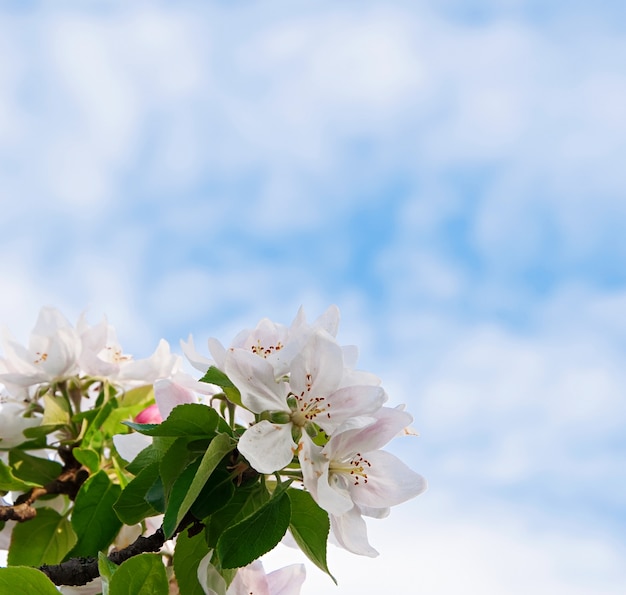 beautiful white flowers on blue sky