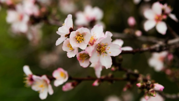 Beautiful white flowers outdoors