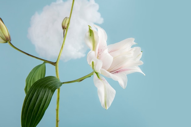 Free photo beautiful white flowers with blue background