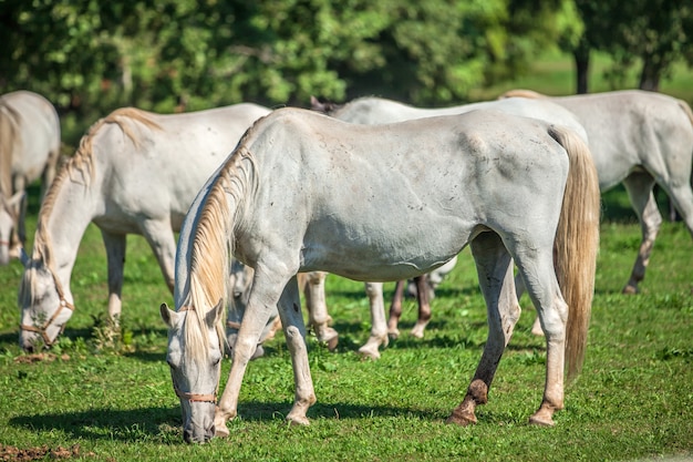 Free photo beautiful white horses grazing in the lipica, national park in slovenia