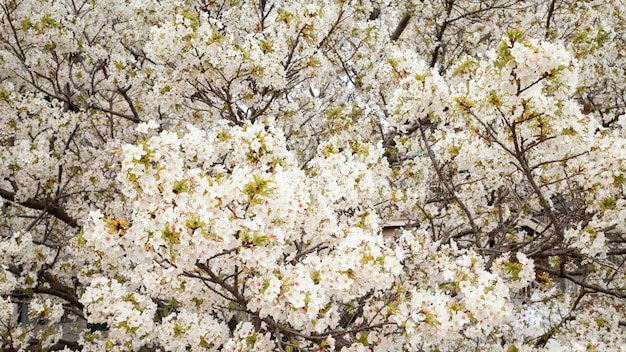 Free photo beautiful white peach tree blossom