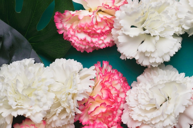 Beautiful white and pink carnation flowers