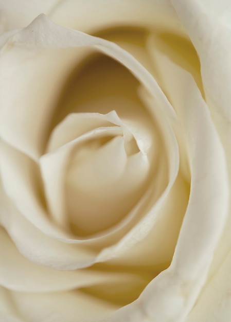 Free photo beautiful white rose closeup