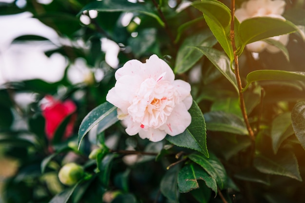 Free photo beautiful white rose on plant