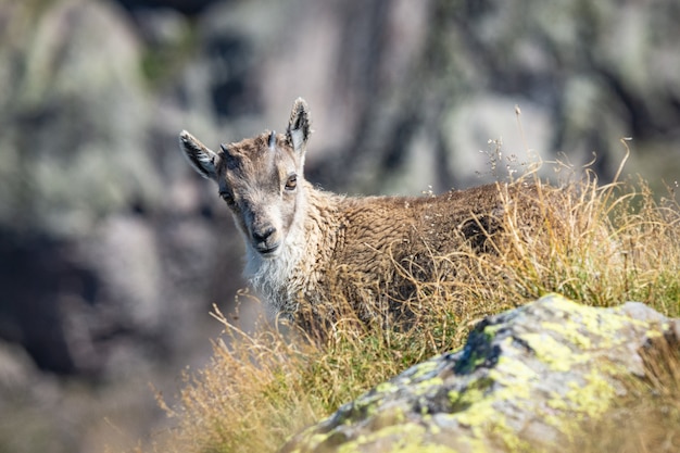 Free photo beautiful white-tailed goat standing in the hills