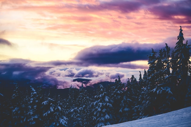 Free photo beautiful wide shot of spruces under a pink and purple sky with clouds