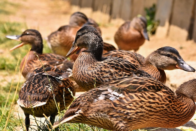 Free Photo beautiful wild ducks at the pond. wildlife on a sunny summer day. young water bird.