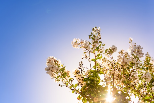 Beautiful wild flower in morning backlight, against blue sky background.