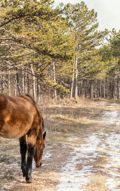 Free Photo beautiful wild horse in the forest