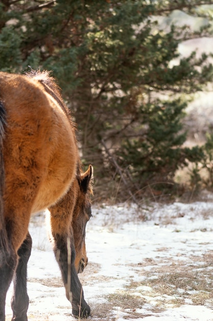 Free photo beautiful wild horse in the forest