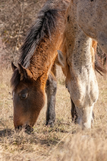 Beautiful wild horses in the forest