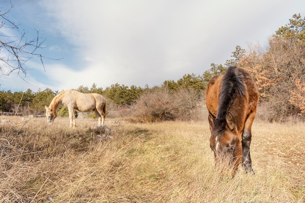 Free Photo beautiful wild horses in the forest