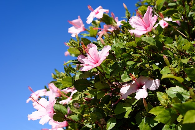 Beautiful wild pink flower and green leaves background.