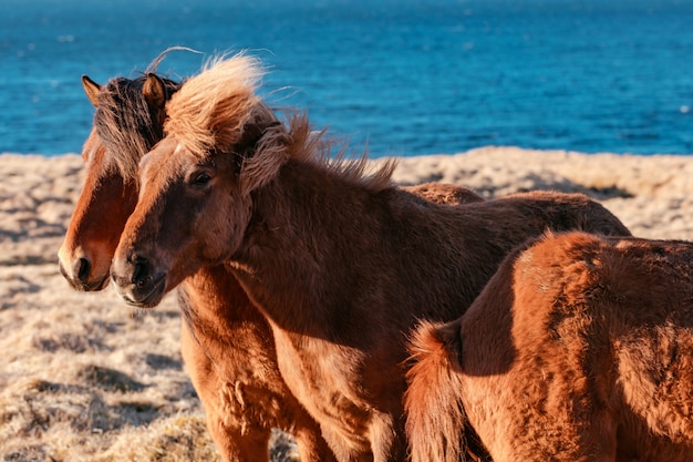 Beautiful wild ponies in the field