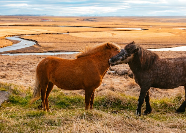 Free photo beautiful wild ponies in the field