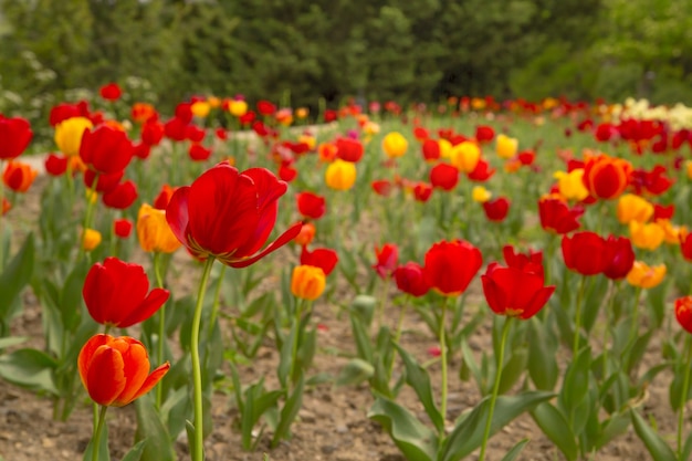 Beautiful wildflower field of tulips.