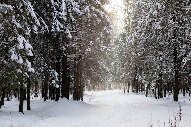 Free photo beautiful winter landscape with forest