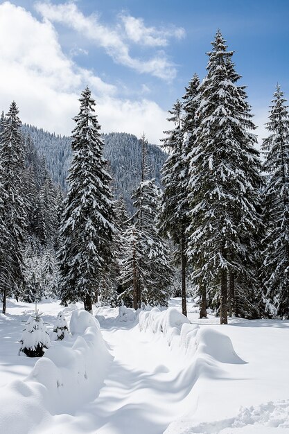 Beautiful winter landscape with trees unde heavy snow. Magical scenery