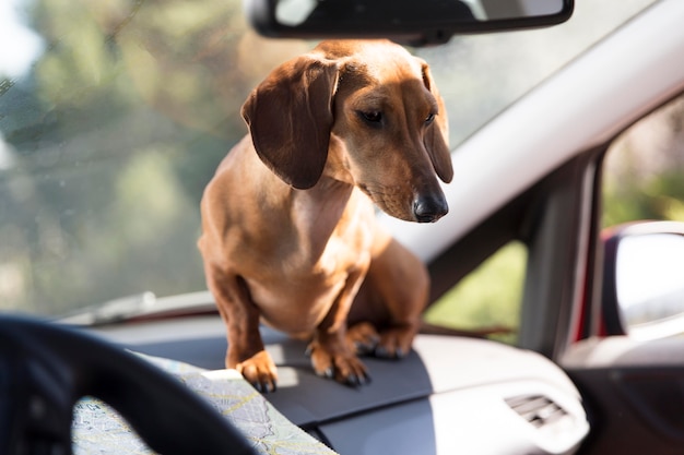 Beautiful woman sitting in car