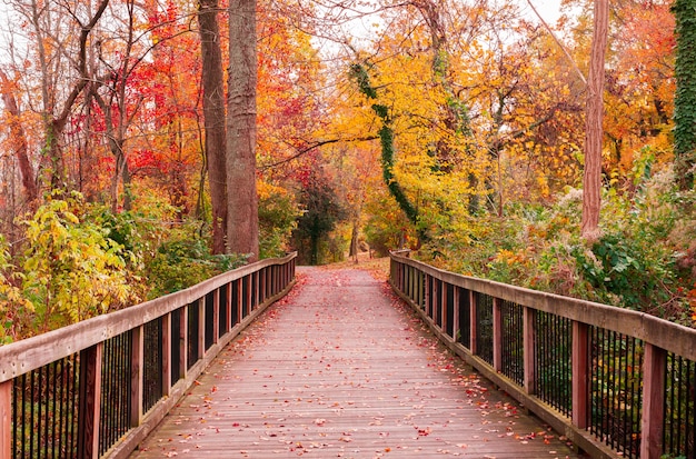 Free photo beautiful wooden pathway going the breathtaking colorful trees in a forest