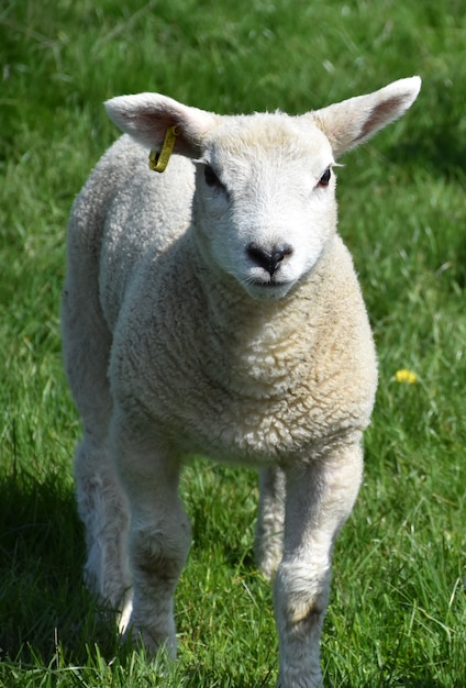 Free photo beautiful wooly young lamb in a grass pasture