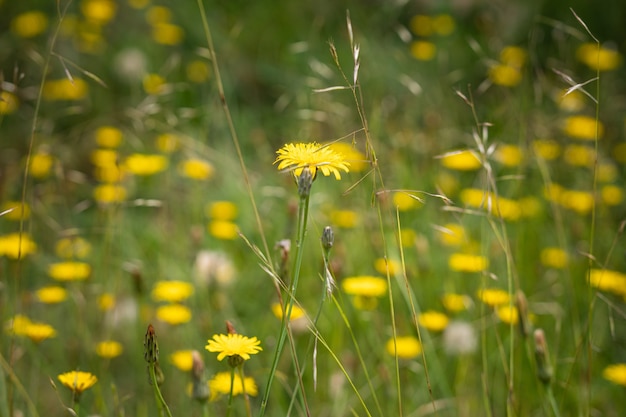 Beautiful yellow dandelion flowers in a field