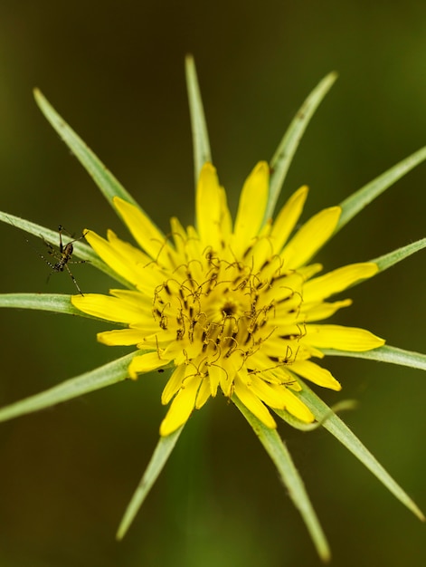 Free photo beautiful yellow flower arrangement