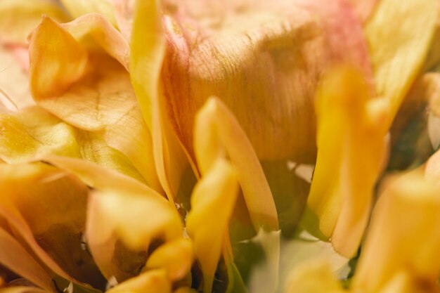 Beautiful yellow flower extreme close-up