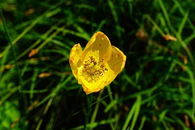 Free photo beautiful yellow flower in a garden