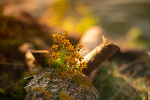 Free photo beautiful yellow flowers growing on the tree