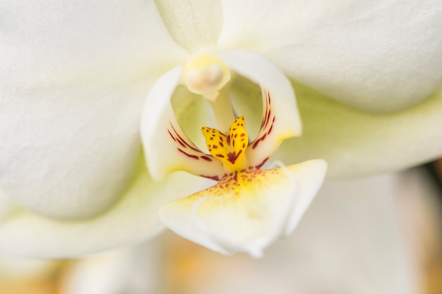 Free photo beautiful yellow fresh petal of white flower