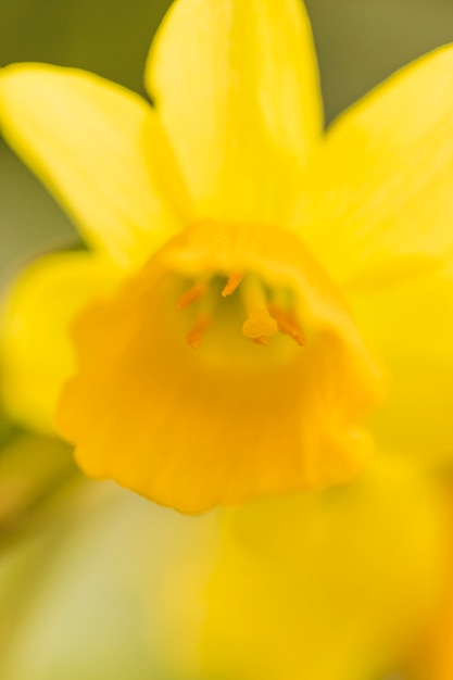 Free photo beautiful yellow fresh petals of bloom