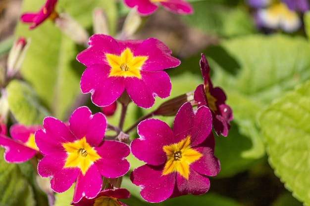 Free photo beautiful yellow and fuchsia colored primroses on a warm sunny day