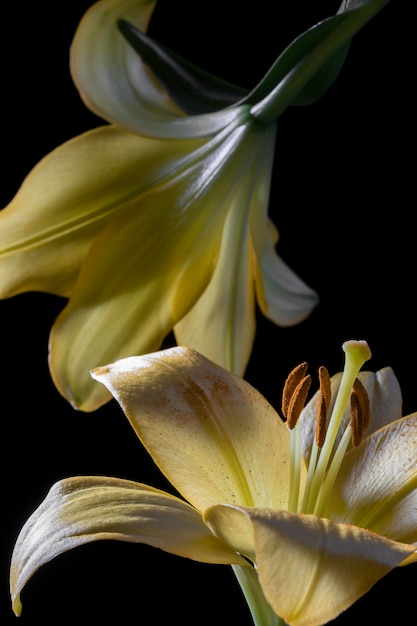 Beautiful yellow lily flower