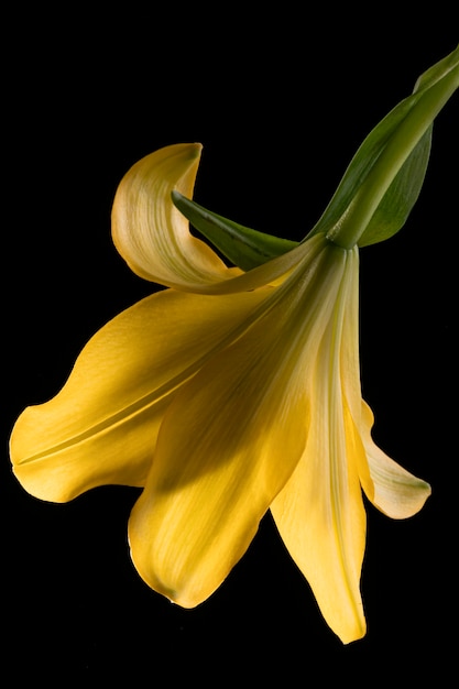 Beautiful yellow lily flower