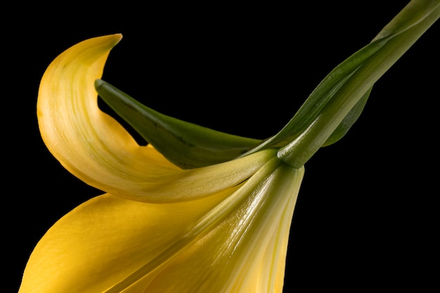 Free photo beautiful yellow macro lily flower