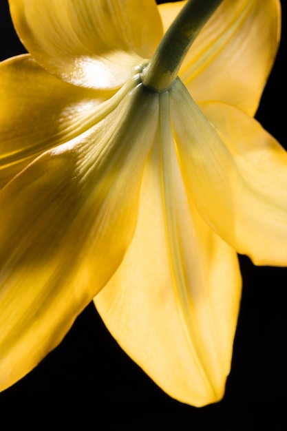 Free photo beautiful yellow macro lily flower