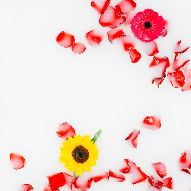 Free photo beautiful yellow and red flowers with petals floating on water