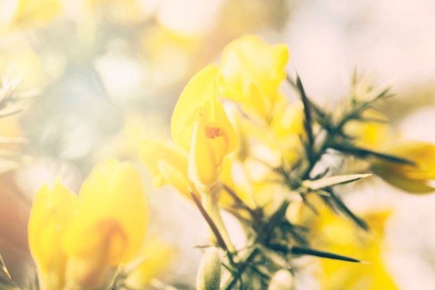 Beautiful yellow wild flowers blooming during springtime