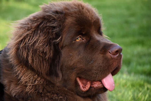 Beautiful young brown newfie dog in green grass