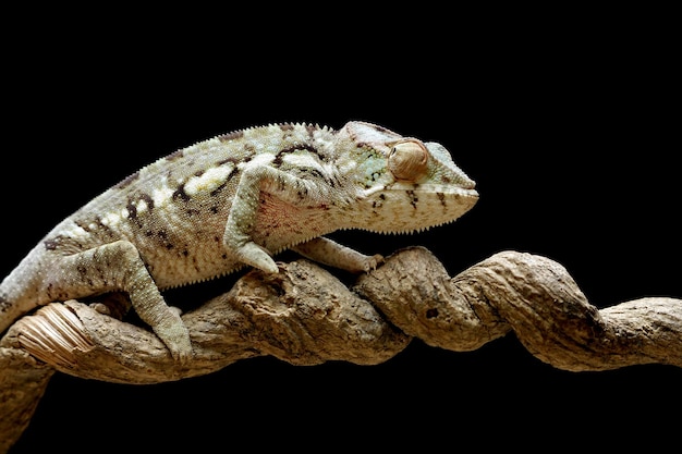 Free photo beautiful young chameleon panther chameleon panther on branch