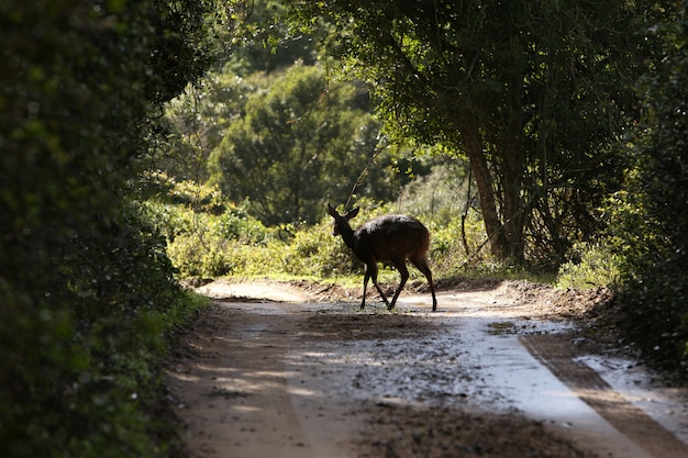 Beautiful young deer walking away on a muddy pathway surrounded by trees