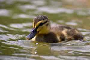 Free photo beautiful young duck on the surface of a pond. wildlife on a sunny summer day. young water bird.