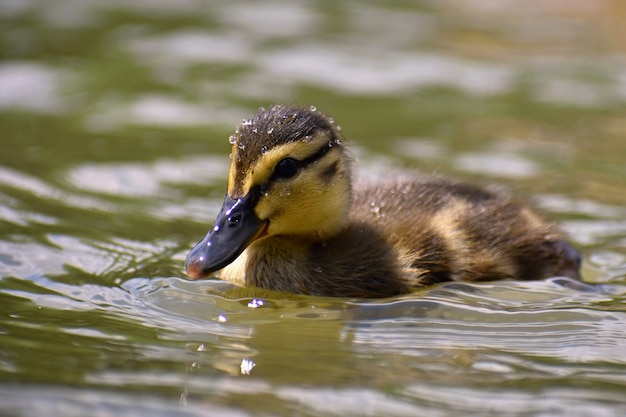 Beautiful young duck on the surface of a pond. Wildlife on a sunny summer day. Young water bird.