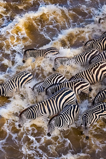 Free photo beautiful zebra in the wild