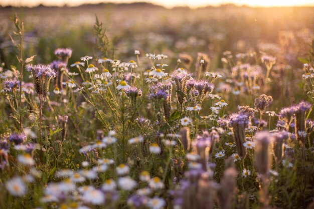 Beautifully blossomed daises gleaming under the sunrays in the field