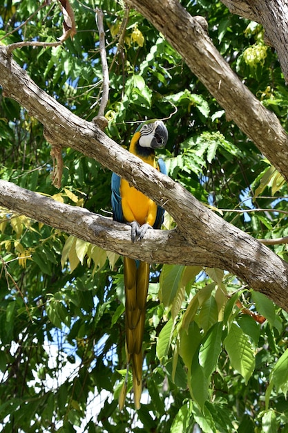 Beautifully Colored Macaw Parrot in a Tree