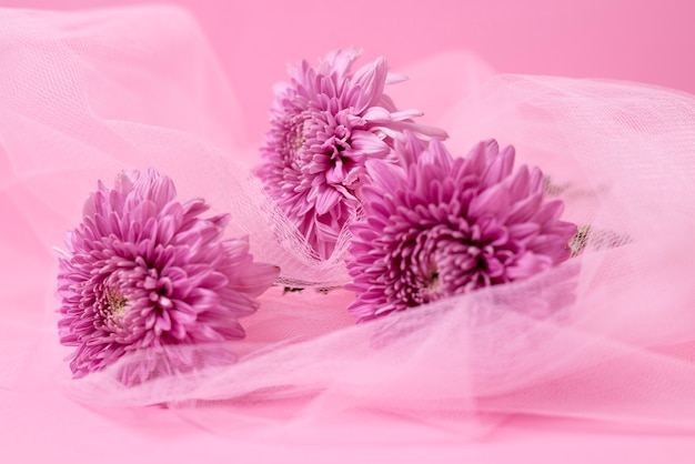 Beautiul pink chrysanthemum and veil