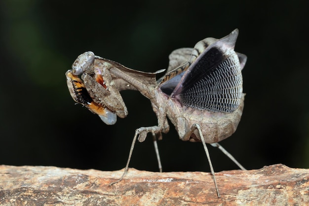 The beauty of the form of self defense Dead Leaf Mantis